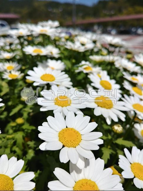 daisy, flower, daisies, 데이지, blossom, 사진,이미지,일러스트,캘리그라피 - rlagustnr2807작가