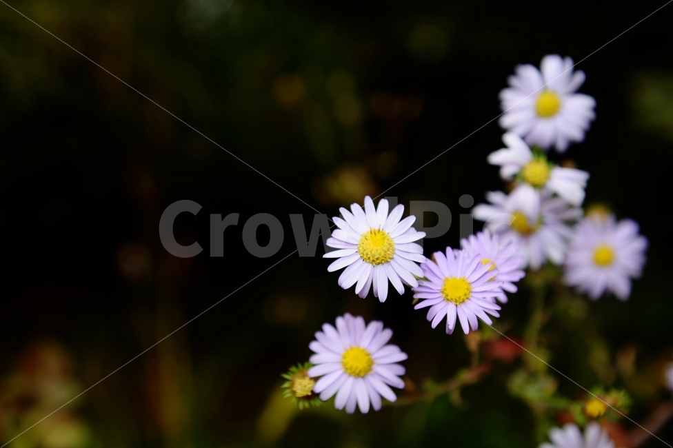 가을,계절,단풍,나무,자연,풍경,꽃,autumnal,season,autumncolors,nature,landscape,scenery,scene,view,flower,bloom,식물,자연,plants,nature,꽃,flower
