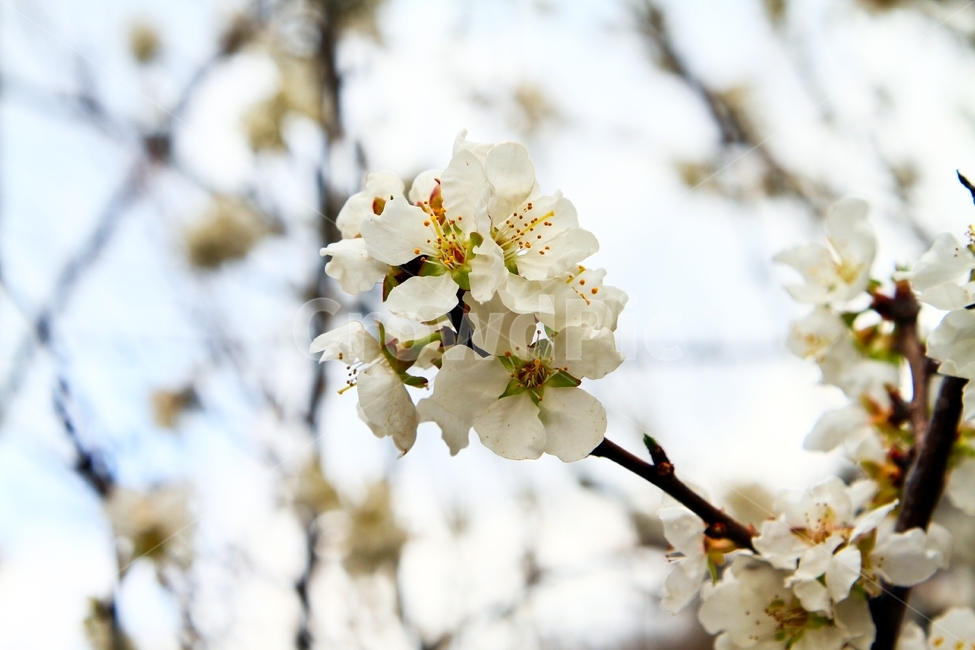 매화,매실나무,매실,봄,매화나무,봄,계절,spring,season,식물,자연,plants,nature,꽃,flower,plant