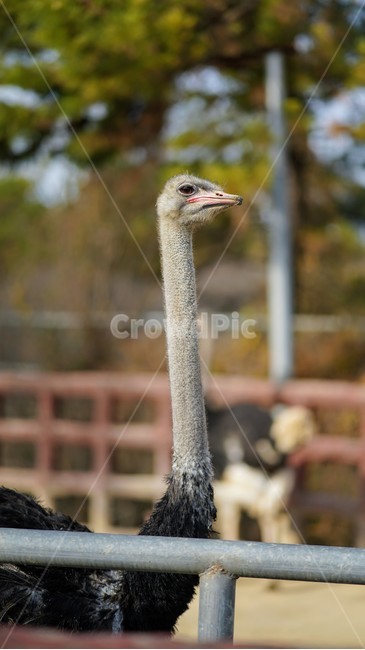 타조,조류,새,동물,animal,동물,animal,조류,새,birds