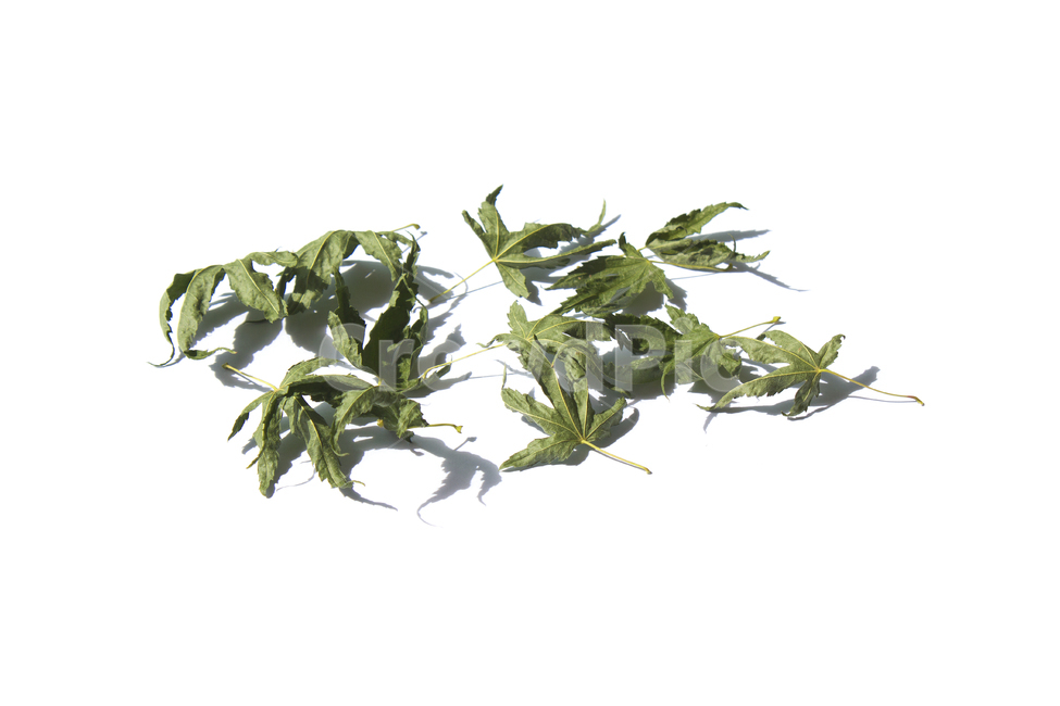 마른,말린,단풍잎,단풍,나뭇잎,잎,잎사귀,이파리,자연,식물,흰배경,떨어진,시든,시들다,녹색,그린,초록색,탑,탑뷰,탑앵글,식물,자연,plants,nature