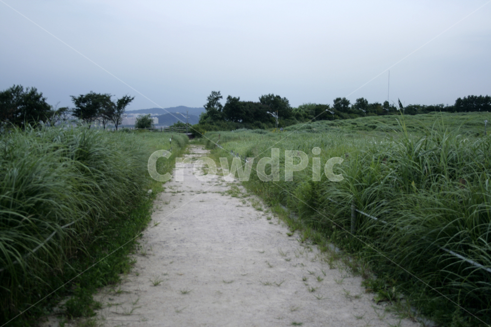 길,공원,산책,식물,plants,nature,하늘공원,자연,풍경,nature,landscape,outdoors,옥외