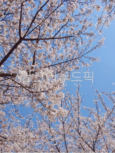 cherry blossom tree,cherry blossom viewing,spring picnic,cherry blossom sky,Cherry Blossom Spots