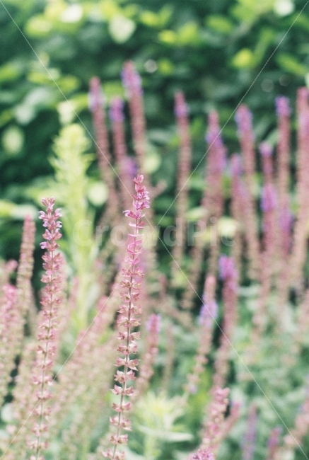 식물,꽃,필름사진,필름카메라,자연,나무,풀,식물,자연,plants,nature,꽃,flower,감성,sensible,feeling