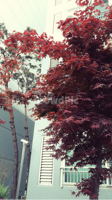 자연,나무,트리,단풍,단풍나무,빨강,레드,붉은색,식물,가을,cctv,감시카메라