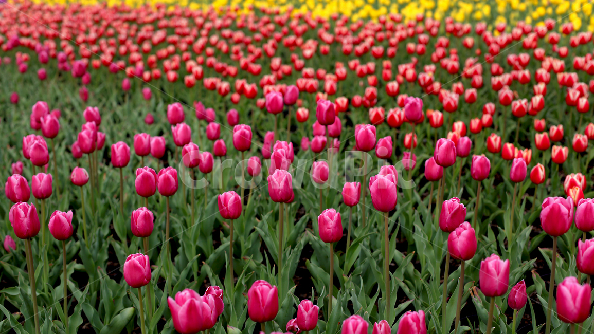 plant,튤립,꽃,식물,봄,핑크,노랑,주황,식물,자연,plants,nature,꽃,flower