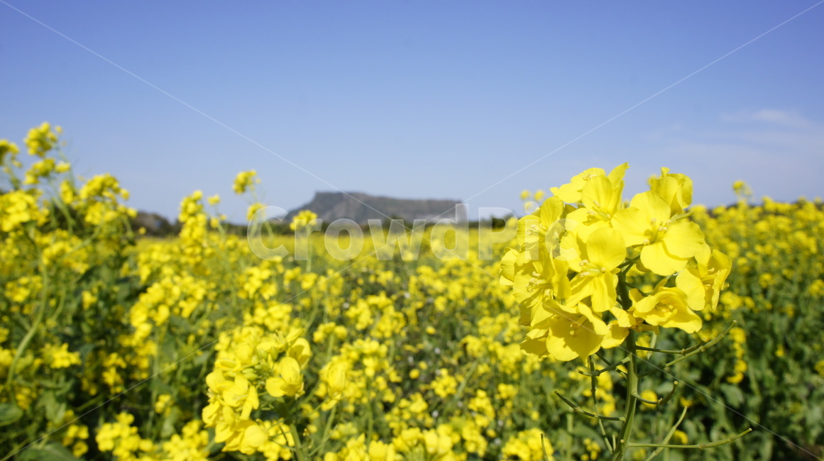 유채꽃,한라산,제주도,봄꽃,노란꽃,유채꽃밭,자연,풍경,jeju,spring,flowers,하늘,sky,노란색,봄,계절,spring,season,자연,풍경,nature,landscape,제주도,jeju,jeju island,field,들,outdoors,옥외,grassland,목초지