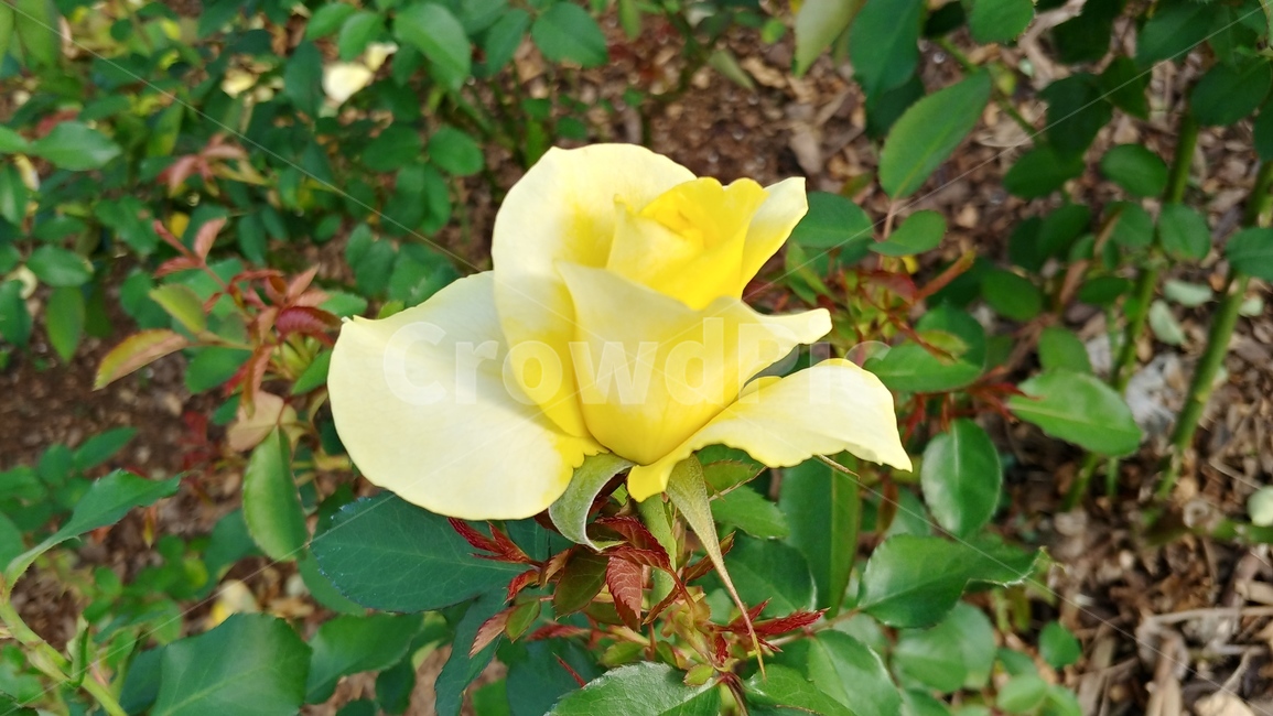 꽃,flower,rose,장미,식물,식물,자연,plants,nature,꽃,flower