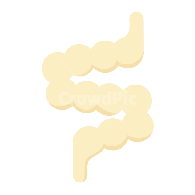 일러스트,내장,대장,장,장건강,인체,그래픽,일러스트레이션,graphic,illustration