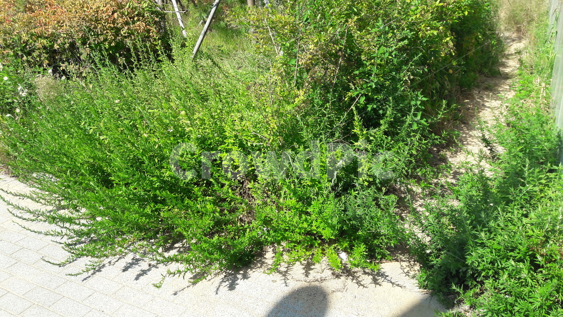자연,마당,공원,나무,꽃,풀,식물,자연,plants,nature