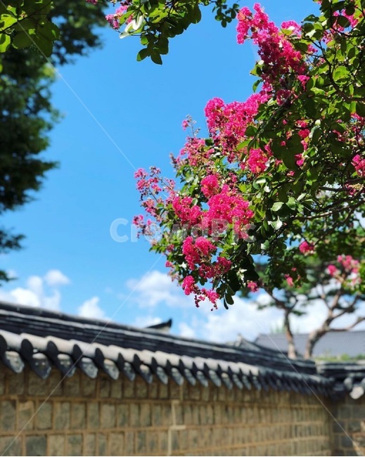 꽃,한옥,하늘,구름,쾌청