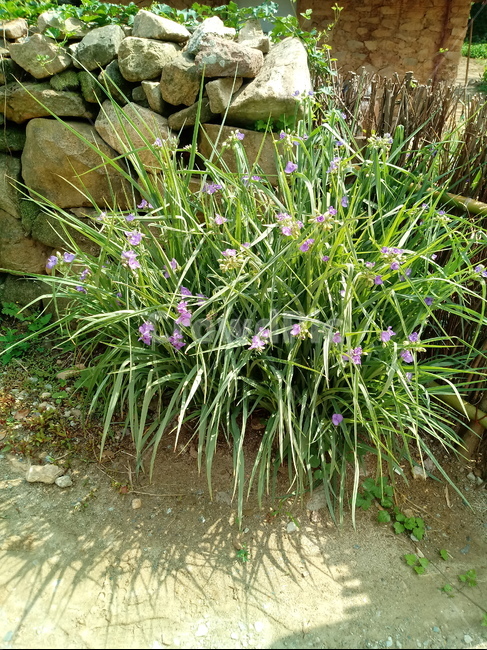 plant,식물,ground,바닥,들풀,식물,자연,plants,nature,꽃,flower