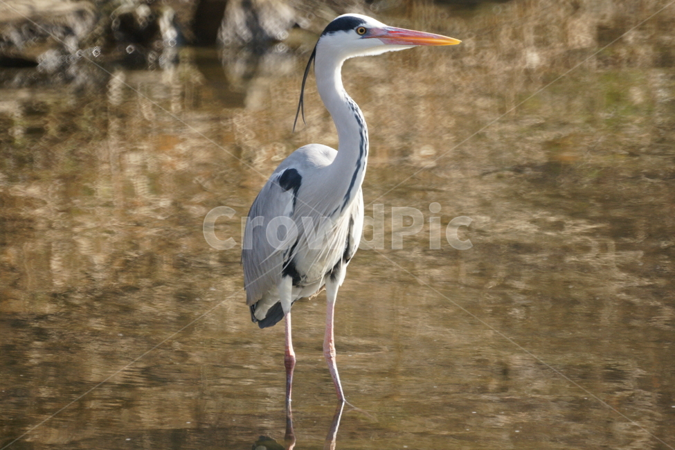 왜가리,새,조류,강물,반사,동물,animal,조류,새,birds