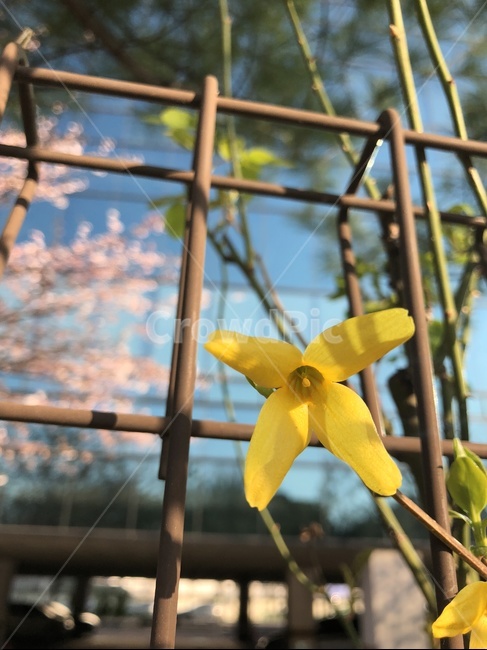 봄,개나리,봄꽃,싱그러운,상큼한,풋풋한,자연,nature,색감,flower,노랑,노란색,꽃,계절,식물