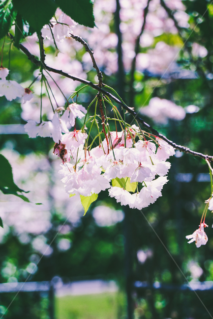blossom,flower,꽃,벚꽃,봄,뉴질랜드,벚꽃놀이,벚꽃축제,plant,spring