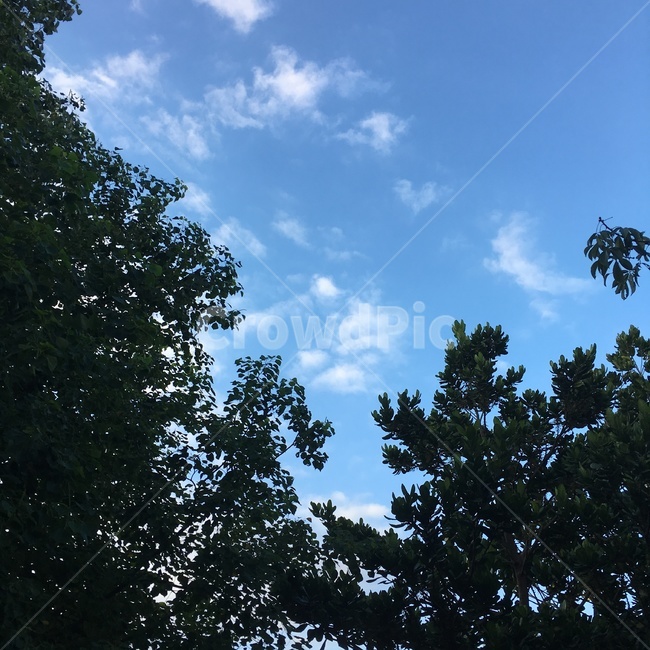 하늘,맑은하늘,파란하늘,나무,sky,bluesky,자연,풍경,nature,landscape,tree,plant,식물,fir,전나무