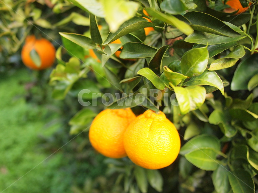 한라봉,농장,한라봉농장,jejuorange,hallabong,farm,제주도
