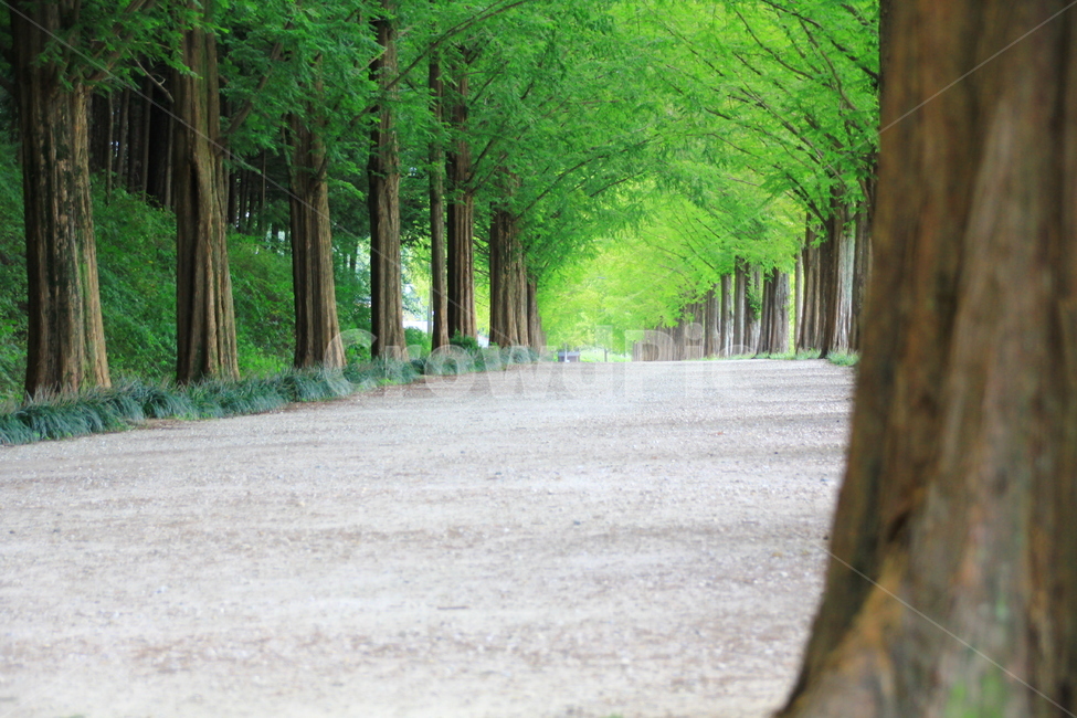 데이트,담양,산책길,메타세콰이어길,가로수,자연,풍경,nature,landscape,tree,나무,plant,식물,road,도로
