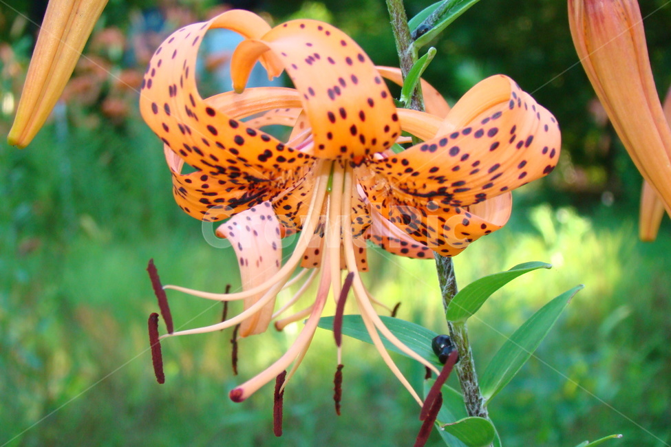 울릉도,섬말나리,꽃,flower,island,ulleung