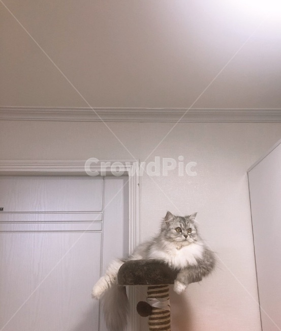 고양이,먼치킨,애완묘,털뭉치,캣타워