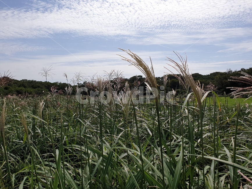 억새,가을,들판,가을하늘,제주,가을,계절,fall,autumn,season,자연,풍경,nature,landscape,grass,잔디,plant,식물,lawn,reed,갈대