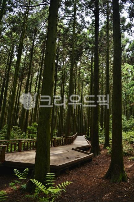 숲,숲길,사려니길,사려니숲,삼나무,제주도둘레길,한라산둘레길,나무,자연,옥외,초목,tree,outdoors,nature,산책로,삼림지