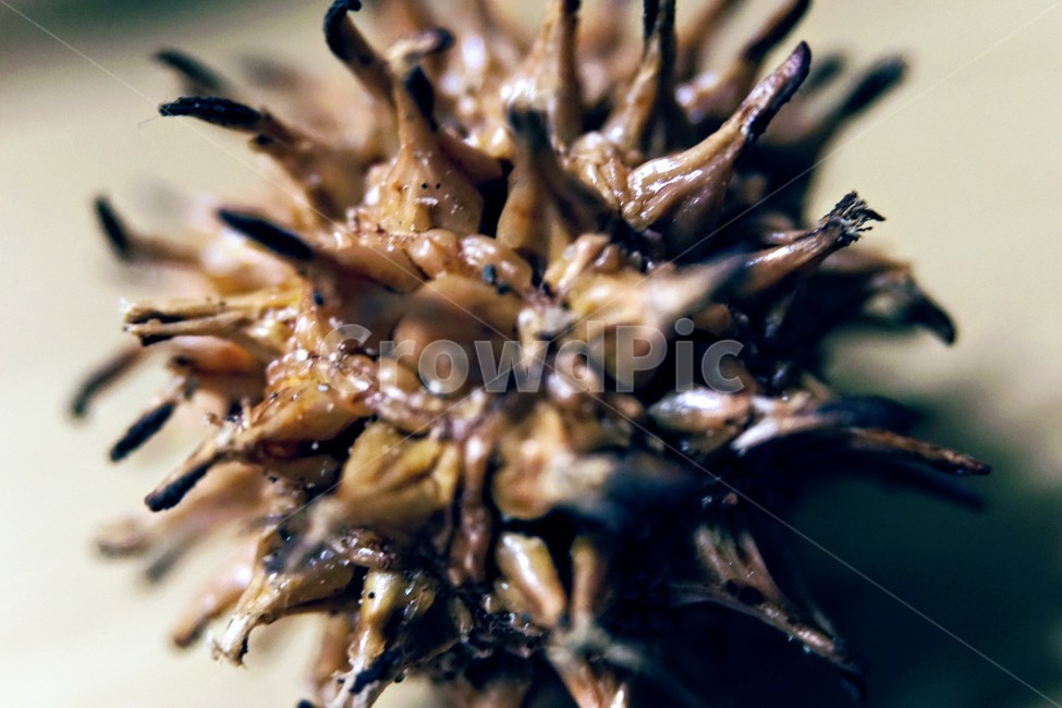 plant,식물,배경화면,background,wallpaper,씨앗