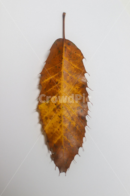 단풍,단풍잎,나뭇잎,가을,잎,낙엽,식물,autumn,leaf,leaves,maple,fall,plant,계절,season,가을,계절,fall,autumn,season