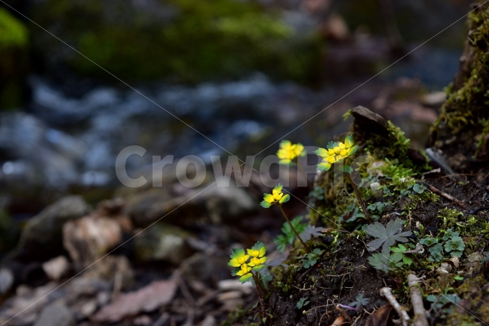 금괭이눈,봄,야생화,꽃,청태산,강원도,봄꽃,고산야생화,감성,wildflower,산꽃,봄야생화,계곡,이끼,꽃말,골짜기의황금,변하기쉬운마음,식물,자연,식생,생태,범의귀과,괭이눈속,식물,자연,plants,nature,꽃,flower