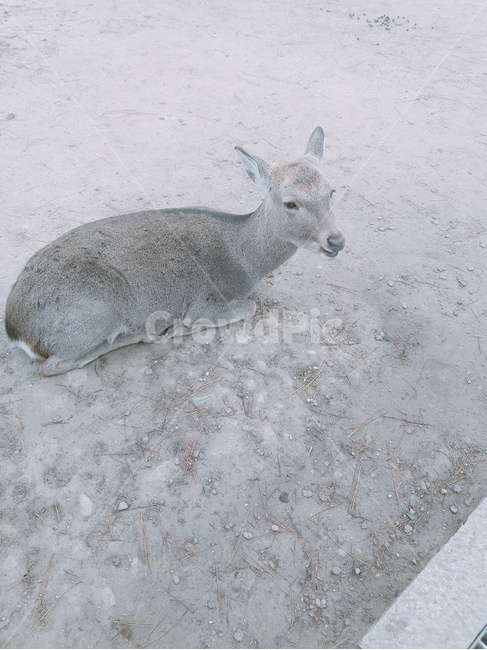 사슴,동물,귀여운,힐링,사슴공원,일본,공원,동물,animal,포유류,mammal