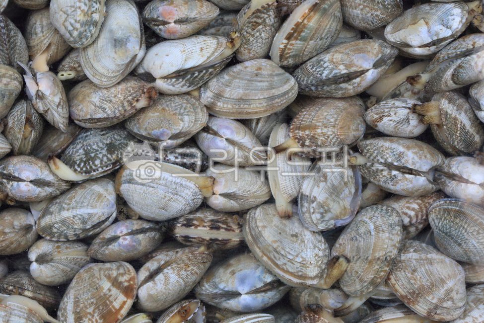 바지락,조개,해물,clam,해양생물,음식,식사,날것,수산물,animal,동물,sealife,seashell,어패류,음식재료,조개류,해산물,먹거리,식재료,바다생물,물,물속,Food,생물,meal