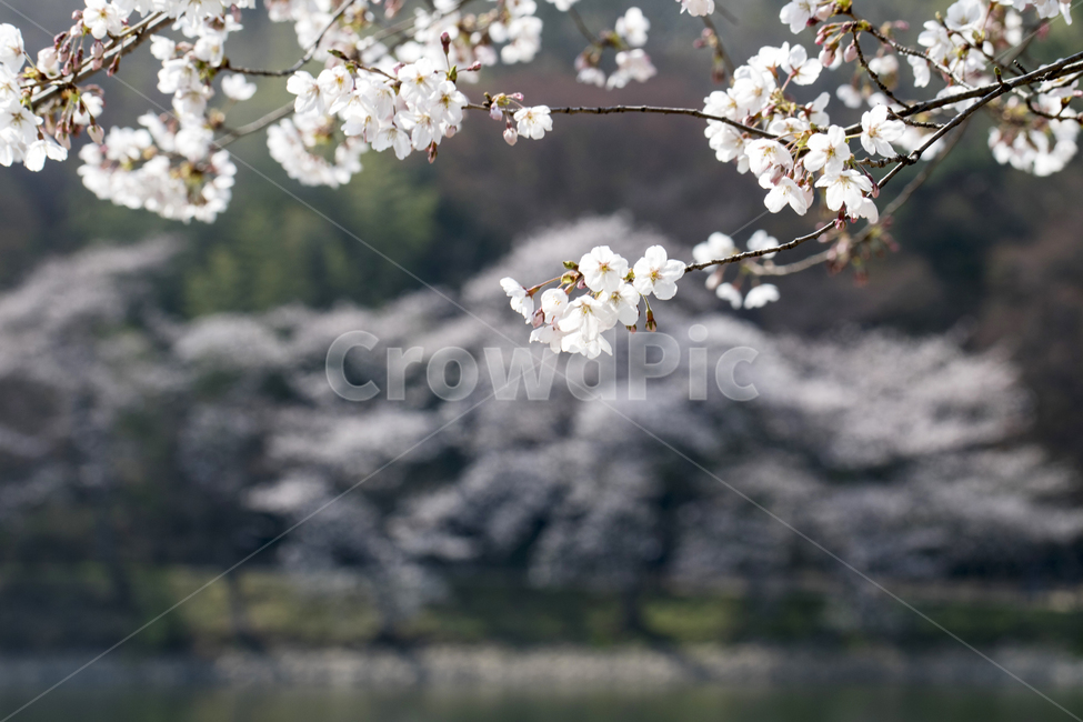 꽃,벚꽃,연못,호수,벚나무,봄,봄꽃,봄,계절,spring,season,자연,풍경,nature,landscape,plant,식물,flower,blossom