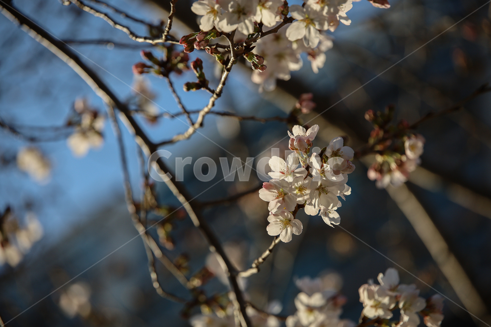 flower,식물,꽃,blossom,plant,벚꽃