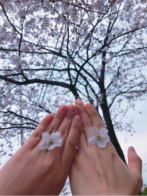 봄,벚꽃,군항제,분홍,아름다움,산뜻함,계절,진해벚꽃,사쿠라,식물,자연,꽃,flower,spring,season,봄,계절,spring,season,식물,자연,plants,nature,꽃,flower