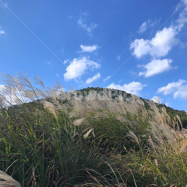 가을,가을풍경,오름,제주억새,억새,제주오름,따라비오름,자연,풍경,nature,landscape,grass,잔디,plant,식물,lawn