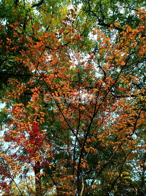 가을,단풍,낙엽,maple,plant,식물,단풍나무,단풍잎,leaf,잎,tree,나무,계절,fallautumnseason,가을단풍,자연,풍경,경치,가을,계절,fall,autumn,season,식물,자연,plants,nature,나무,trees,wood