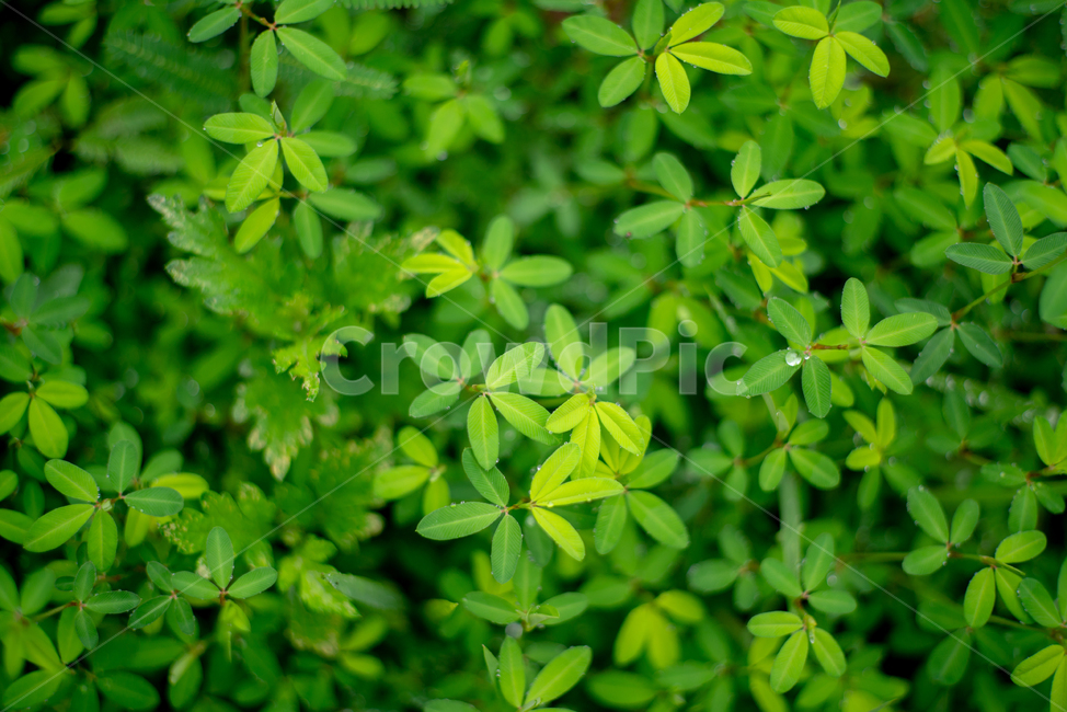 풀,자연,녹색,초록,힐링,grass,nature,green,healing
