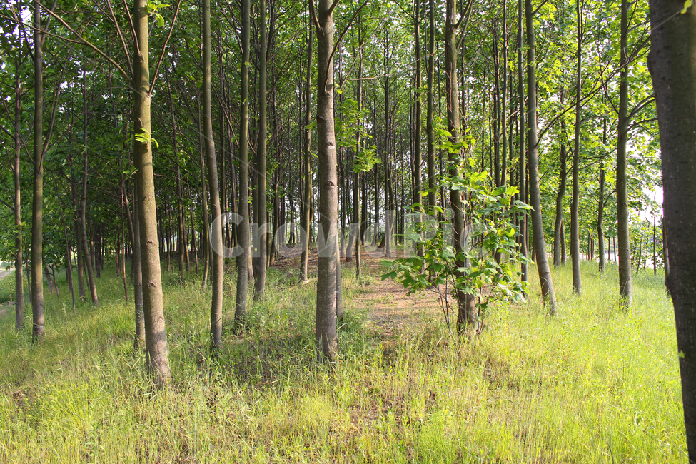 숲,나무,봄,파릇파릇,초록,오후,forest,tree,spring,green,자연,풍경,nature,landscape,plant,식물