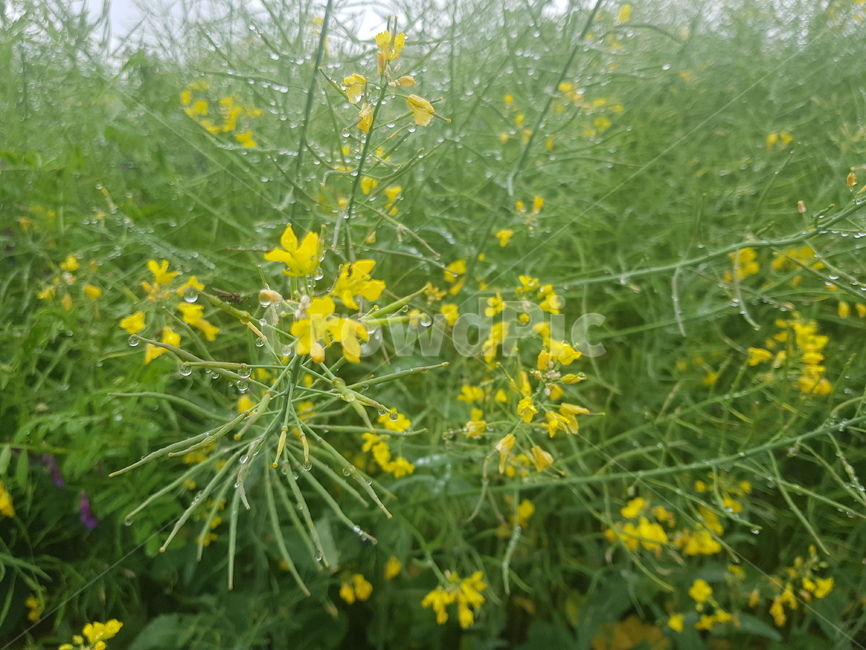 유채꽃,꽃,봄꽃,빗방울,자연,rapeflower,flower,springflowers,raindrop,plants,봄,식물,계절,노랑