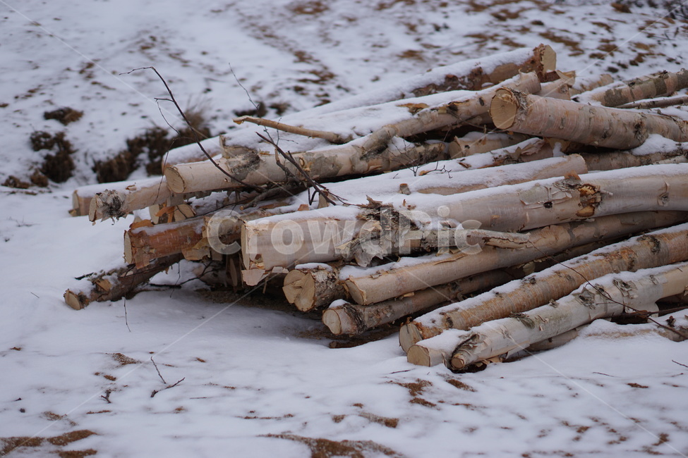 대관령,눈,자연,snow,winter,산,설원,강원도,wood,나무,겨울,계절,winter,season