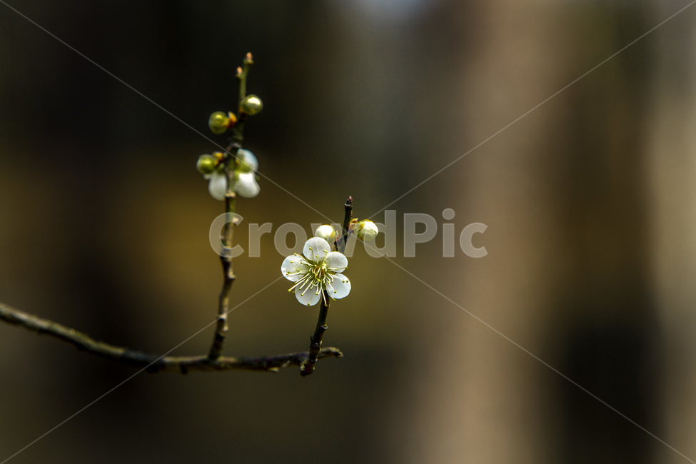 봄,꽃봉오리,감성,꽃,벚꽃,봄,계절,spring,season,식물,자연,plants,nature,꽃,flower,plant