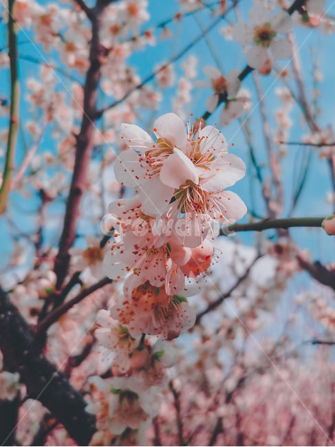 벚꽃,봄,3월,꽃,cherryblossoms