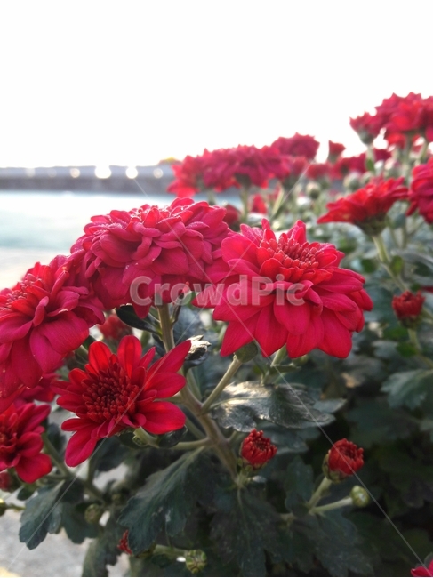 소국,chrysanthemum,가을꽃,미니국화꽃,분화국화,꽃,flower,식물,plant,레드,식물,자연,plants,nature,꽃,flower