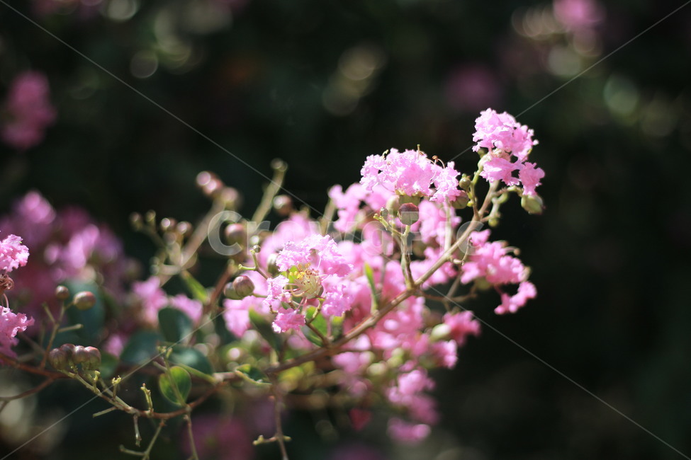 배롱나무,배롱꽃,천일화,분홍색,꽃,여름꽃,여름,보케,감성사진,식물,자연,plants,nature,꽃,flower