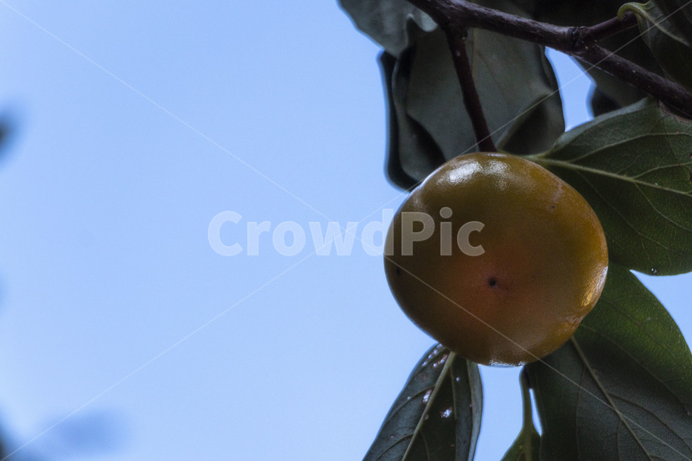 감,감나무,감나무열매,감열매,persimmon,persimmontree,홍시,과일,열매,fruit
