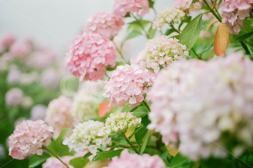 꽃,수국,부산,필름사진,빈티지,식물,자연,plants,nature,꽃,flower,감성,sensible,feeling