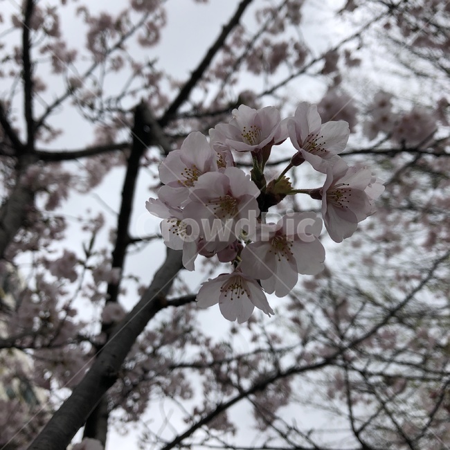 벚꽃,벚나무,동네벚꽃,분홍,꽃잎