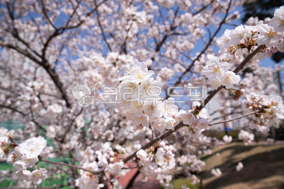 벚꽃,봄,봄꽃,체리블라썸,블라썸,활짝,꽃,plant,식물,flower,blossom,cherryblossom