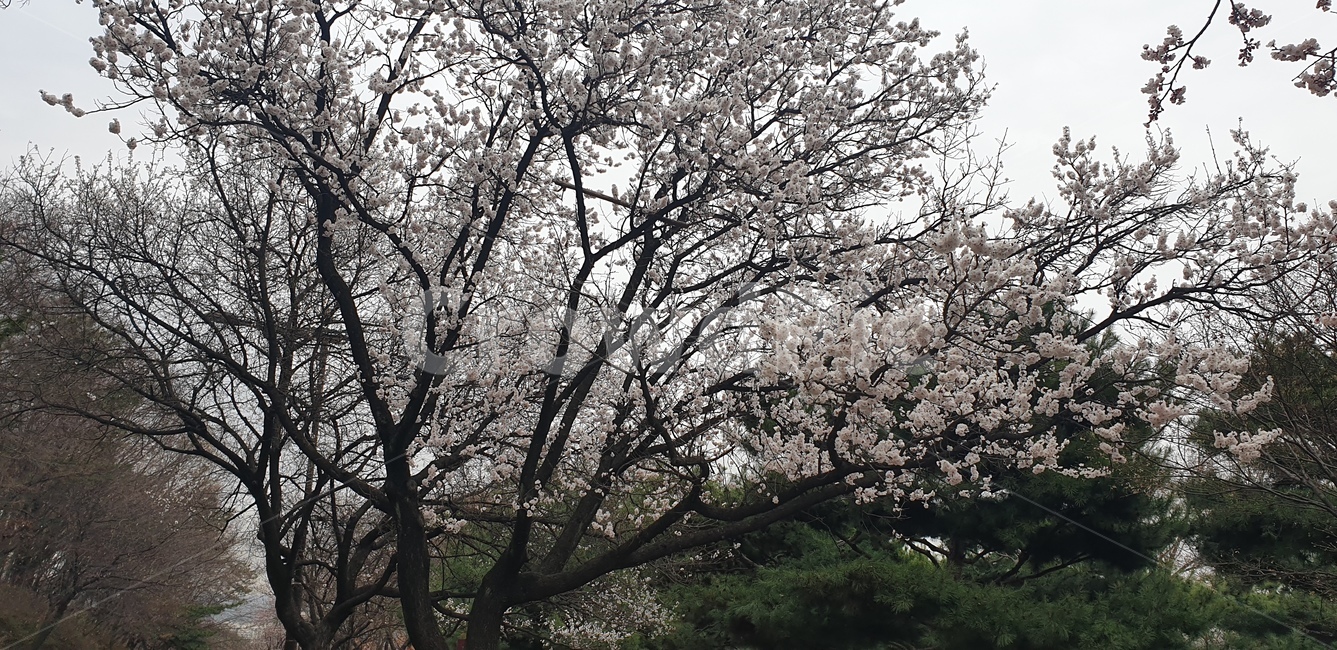 벛꽃나무,벚꽃축제,야경,벚꽃,벚꽃야경,봄,계절,spring,season,자연,풍경,nature,landscape,plant,식물