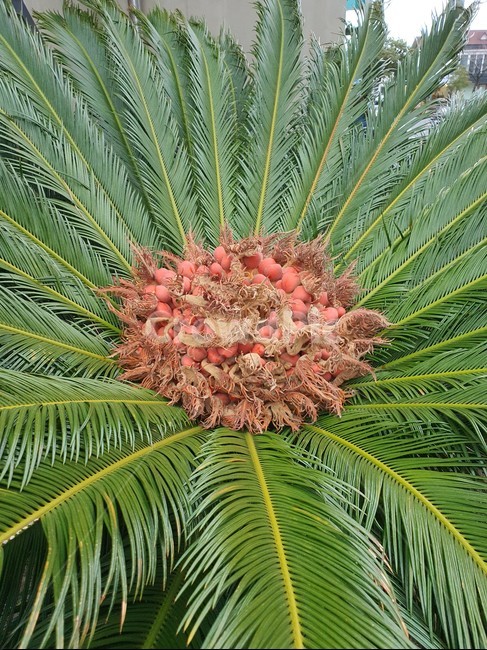 제주도,야자나무,나무,plant,식물,tree